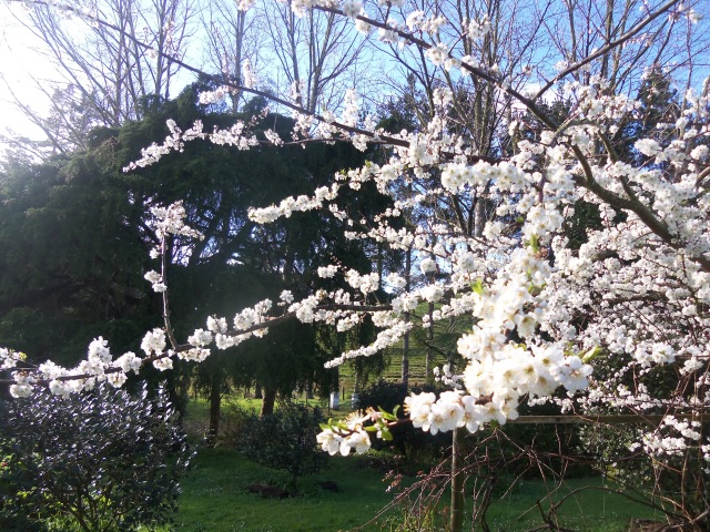 Spring Plum Trees